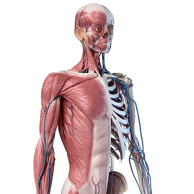 menschliche-körper-skelett-mit-muskeln-venen-und-arterien-d-abbildung-anatomie-körperskele