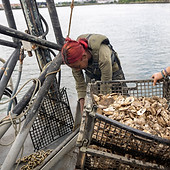 Students restoring oysters to New York Harbor.