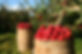 orchard-1872997_1280.jpg