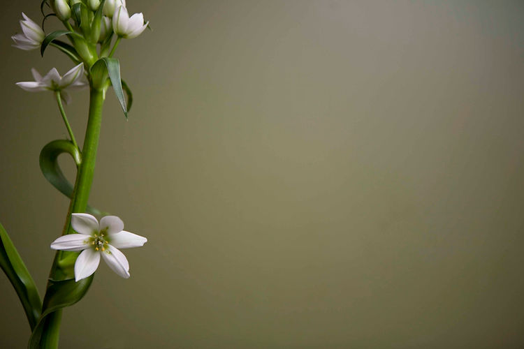 White Flower 2