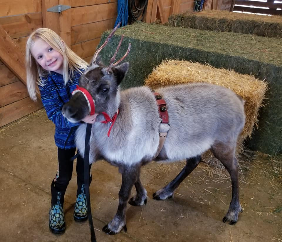 Rent a Reindeer Colorado United States