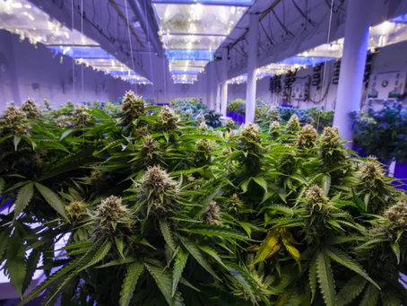 The Carbon Footprint of Cannabis Production