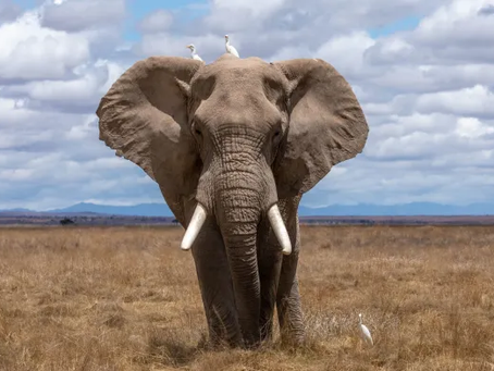 Can CBD Treat Depression in Elephants?