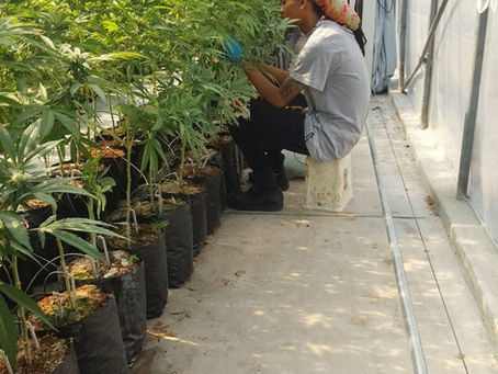 SACCA Update – National Cannabis Survey Participation & Governance Expansion