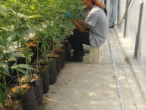 SACCA Update – National Cannabis Survey Participation & Governance Expansion