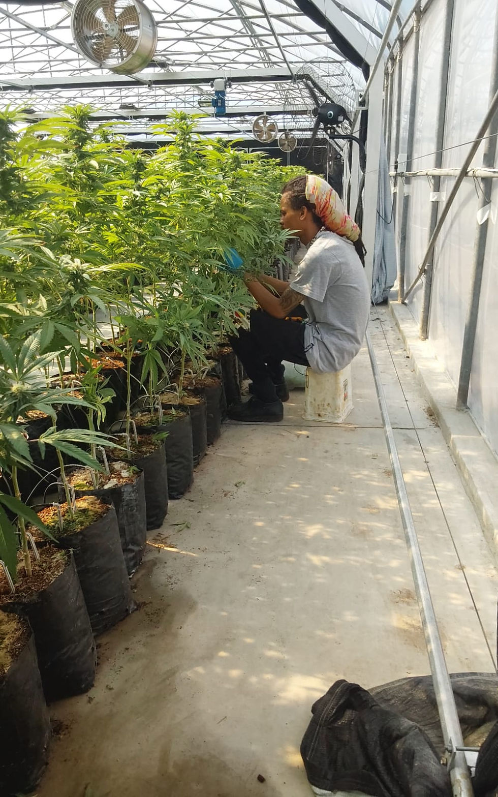 SACCA Update – National Cannabis Survey Participation & Governance Expansion