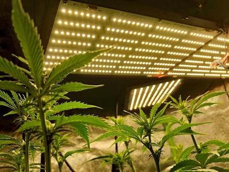 SA's first dagga growing club heads to the high court nearly two years after police raid