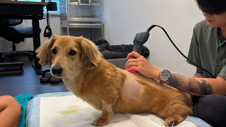 IVDD in Dogs: Symptoms, Treatment, and the Road to Recovery