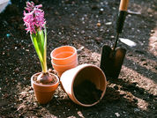 Make Room to Bloom