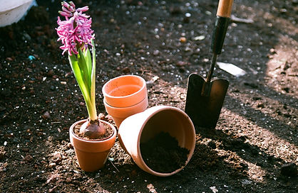 Planting Flowers