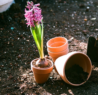Planting Flowers