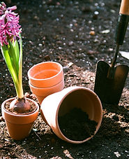 Planter des fleurs