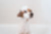 Dog in bubble bath. expires june 31 2022. shutterstock_1651222858.jpeg