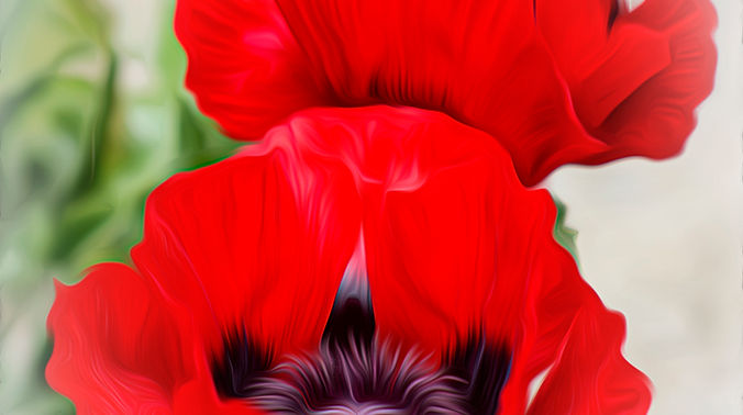 Poppies