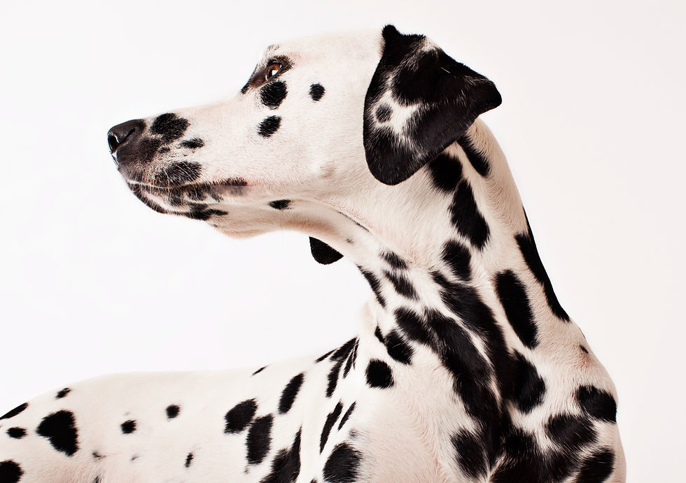 Close-up view of a dog playing with a puzzle toy indoors