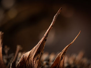 autor fotografie Vít Mádr, konceptuální umělecká fotografie zobrazující sušené zbytky jídla, macro fotografie, výtvarná fotografie, umělecká fotografie, velkoformátová fotografie