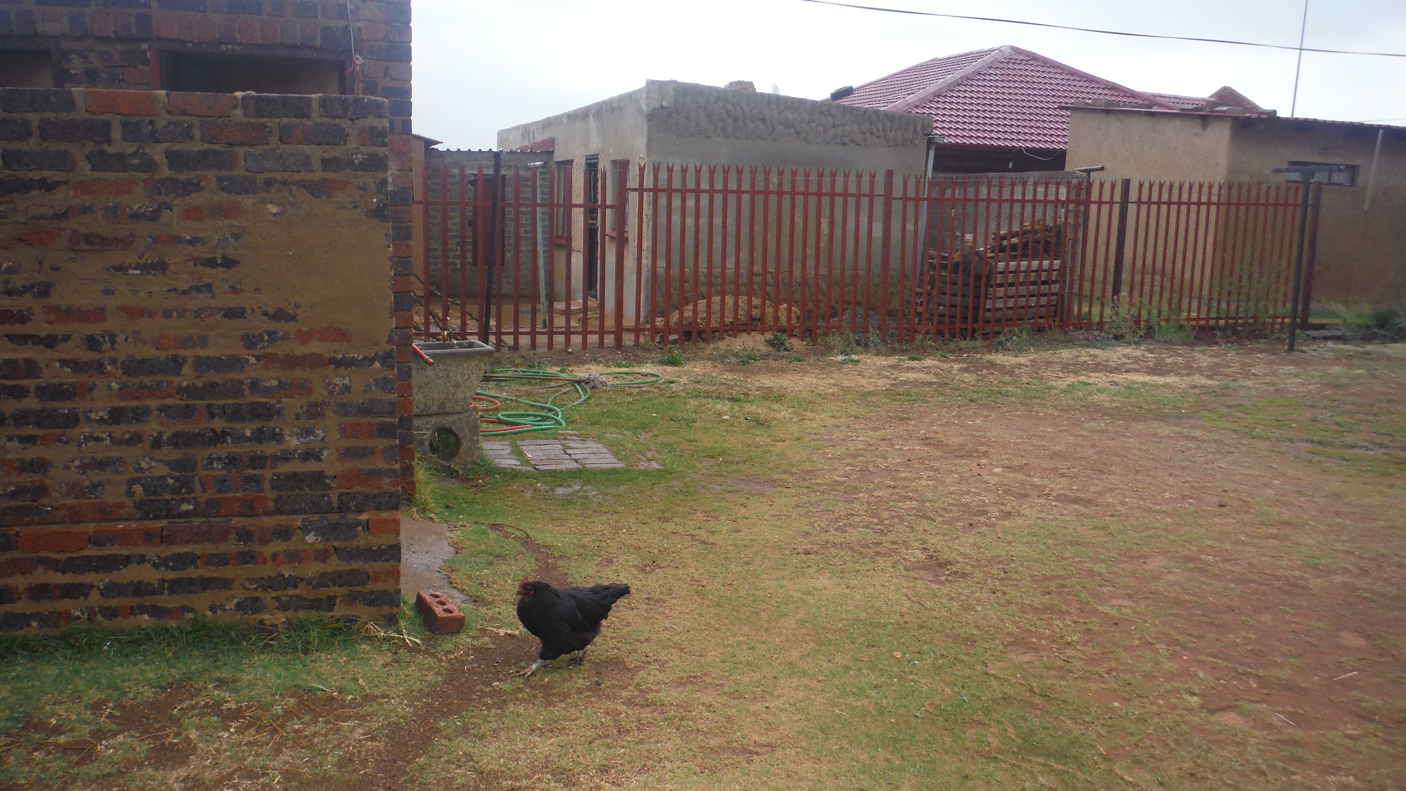 Chickens in the church yard