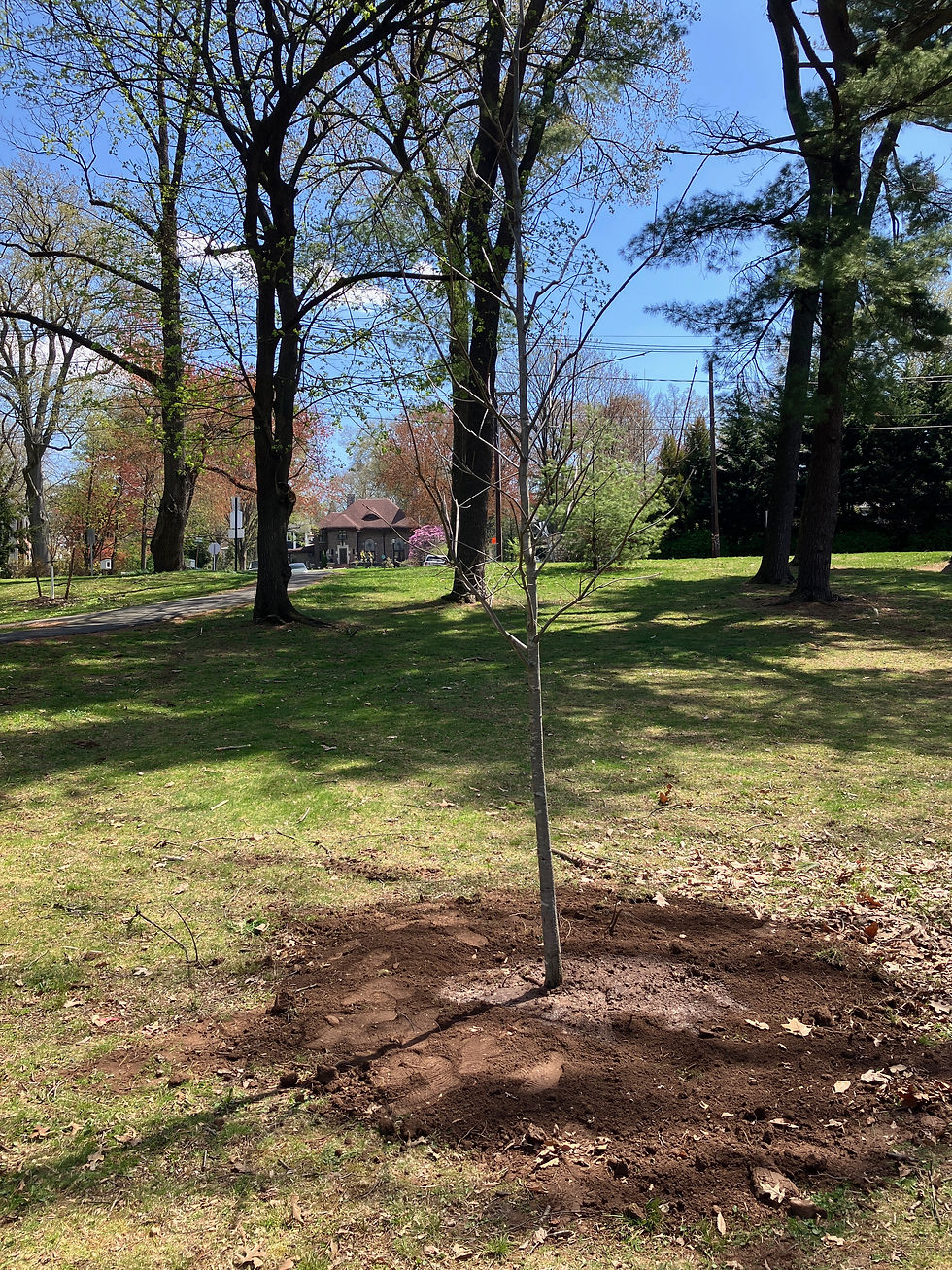 A Tree for Todd: A Northern Red Oak takes root in Memorial Park - and with it, a lasting tribute