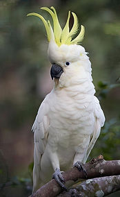 yellow-crested cockatoo