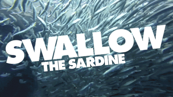 Sans_Vid_SARDINE_02b.gif