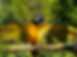 bluegold-macaw-pudgy-perch
