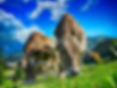 cows-2641195.jpg_large.jpg