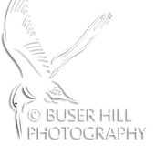 BuserHillPhotographylogoL.png