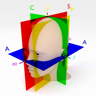 Rotating_human_head_with_labeled_anatomi