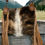 Thumbnail: THE MONTANA Brindle