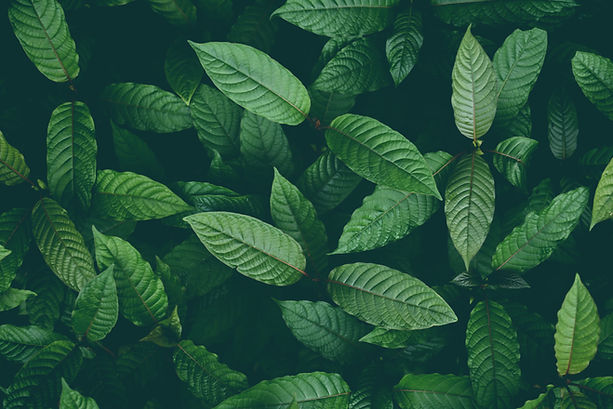 nature-green-leaf-background-kratom-tree-grows-dark-plant-tree-kratom-leaves-mitragyna-spe