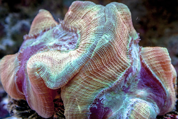STank90-072613-brain close up.jpg
