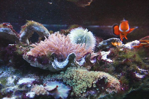 clove+urchin+pclown.jpg