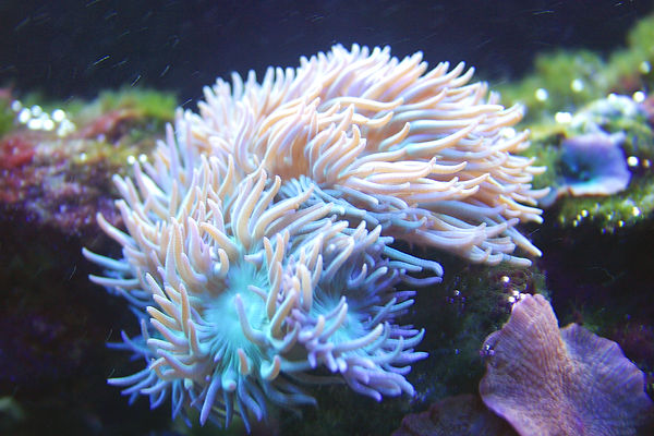greensoftcoral.jpg