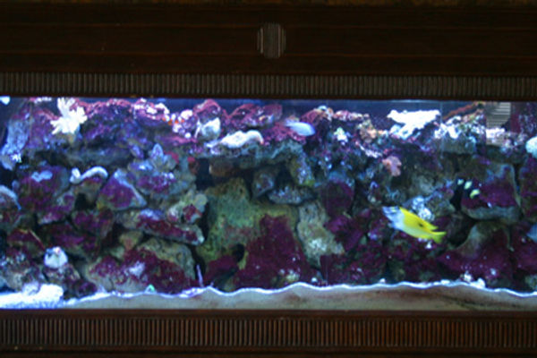 aquaiumpic_10.jpg