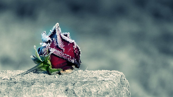 scantoremember - frozen rose.jpg