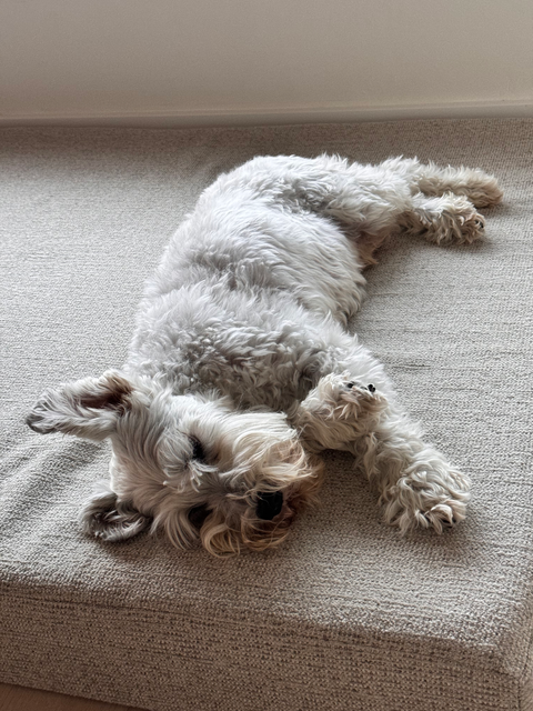 White dog lying on the bed resting peacefully at home