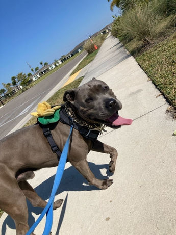 Dog walking on a sunny sidewalk with a blue leash and tongue out.