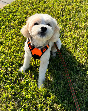 White fluffy dog wearing an orange harness and leash sitting in grass.