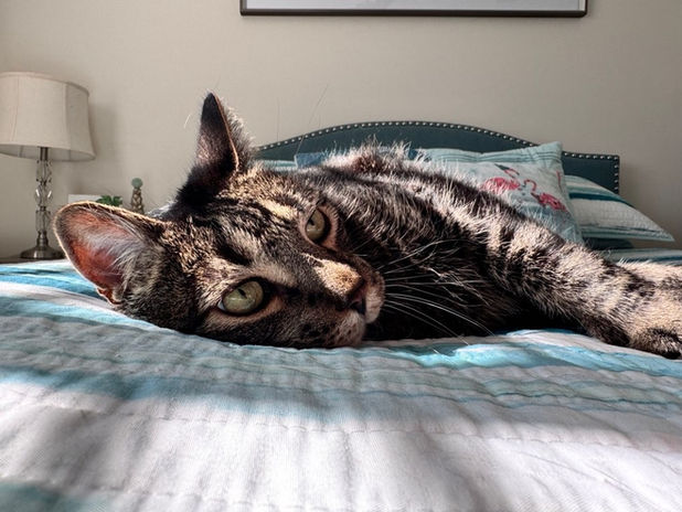 A tabby cat relaxing on a bed, blue and white sheets in the bedroom.