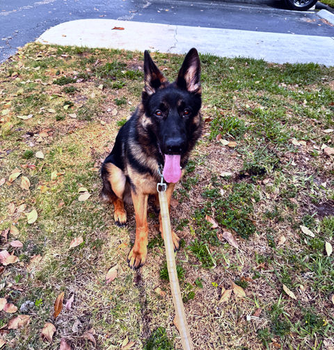 German Shepherd dog on a leash smiles for the camera outdoors