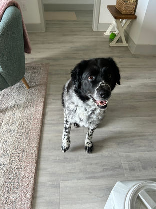 A speckled dog sits on the floor with open mouth, smiling in home.