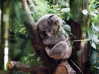 Does CBD Help Us Sleep?