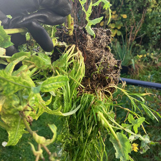 Gutter Clearing Teignmouth