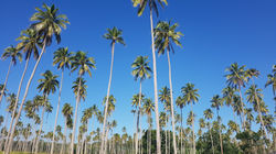 Coconut Island Getaway