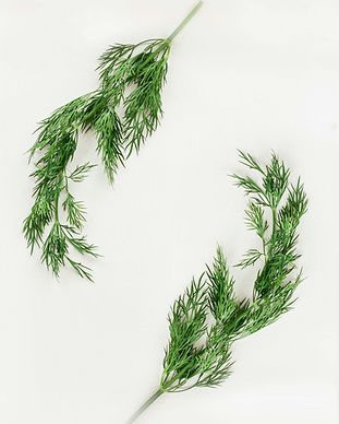Dill