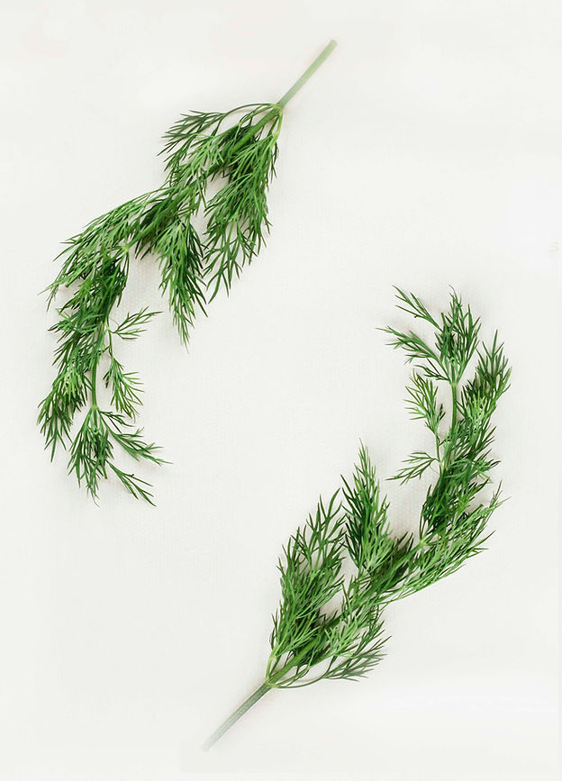 Dill Herb Sprigs