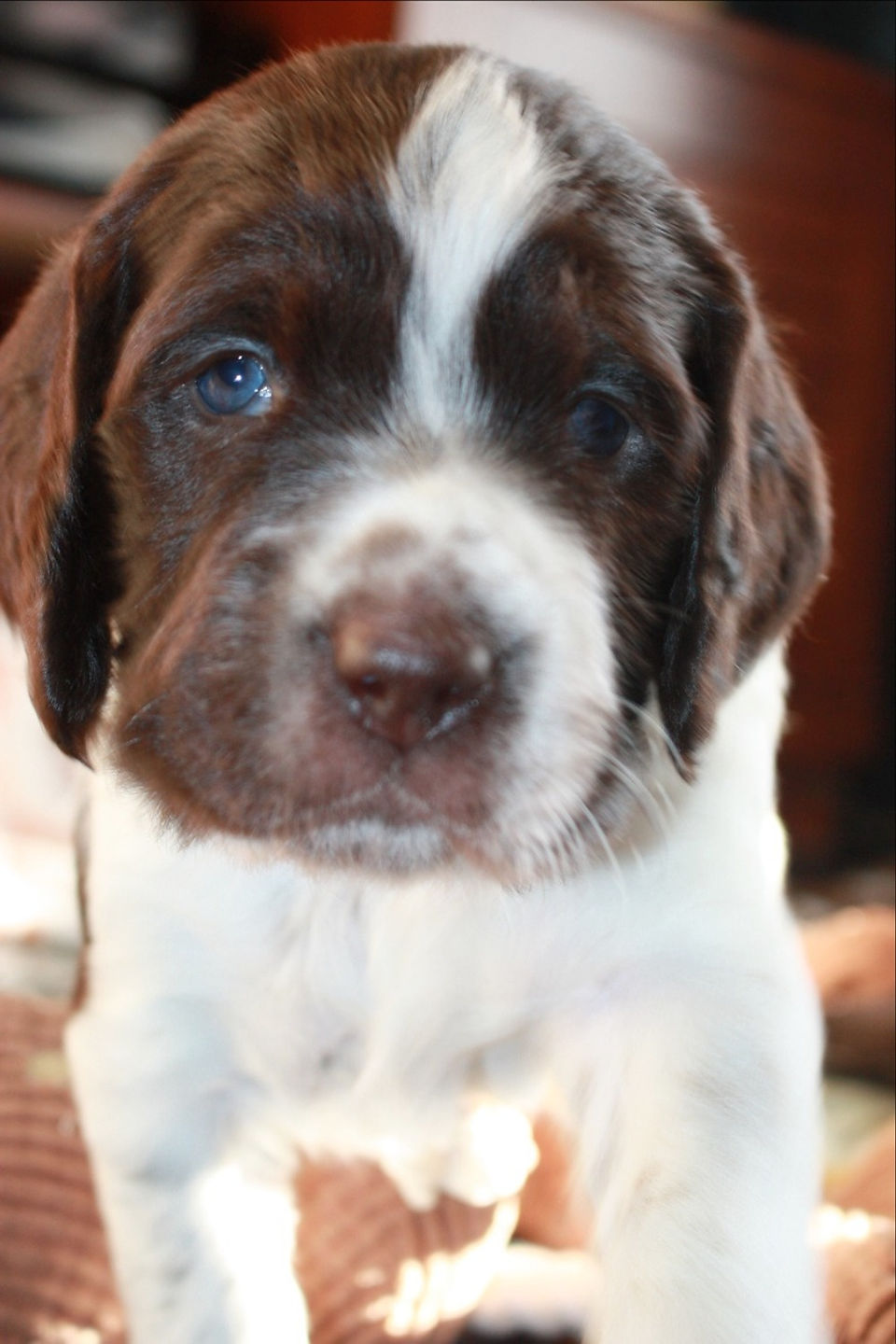 SirLancelot