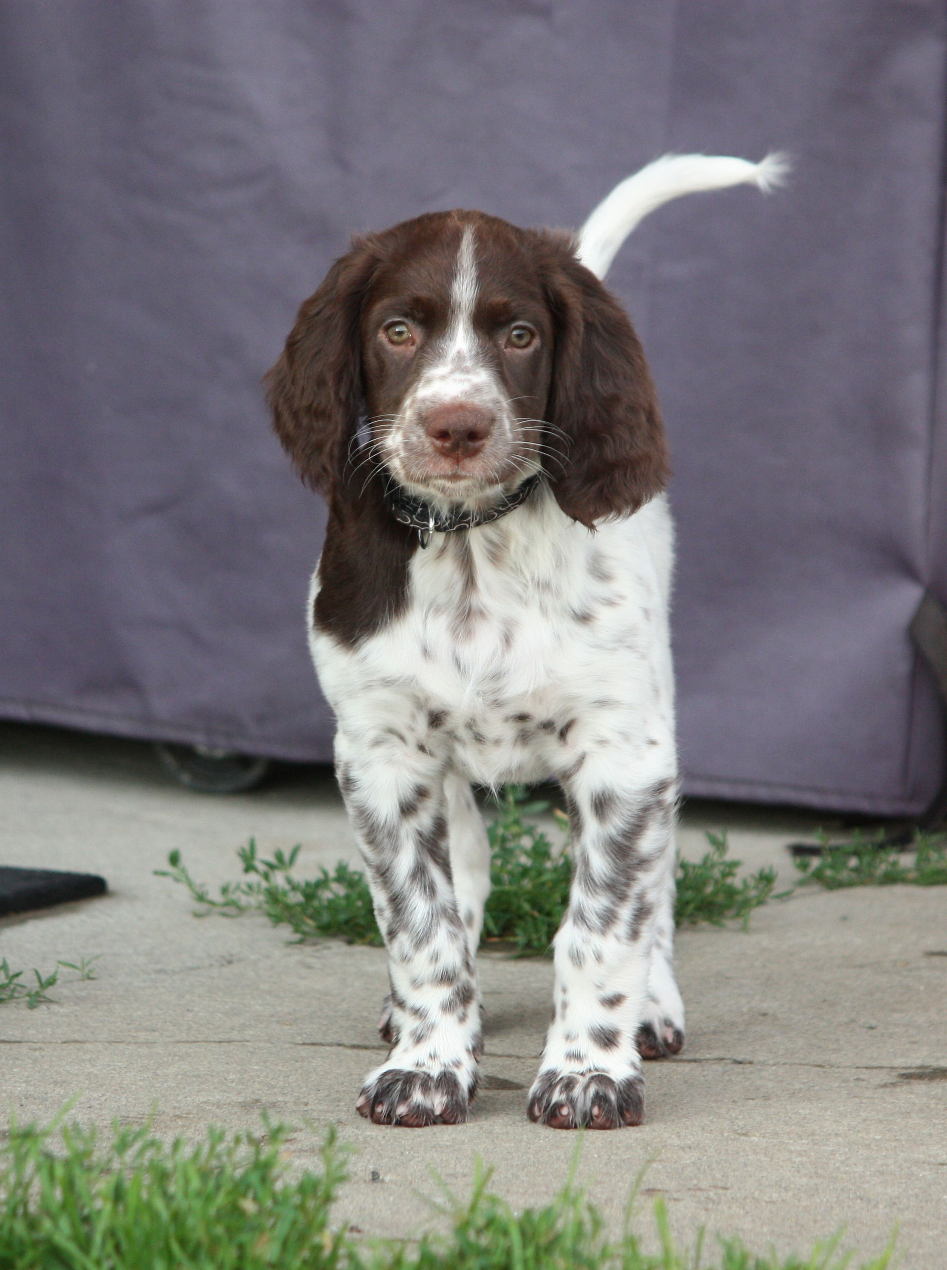 chiots (3)