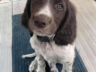 **Nous avons trouvé une merveilleuse famille partenaire pour Ollie!**
