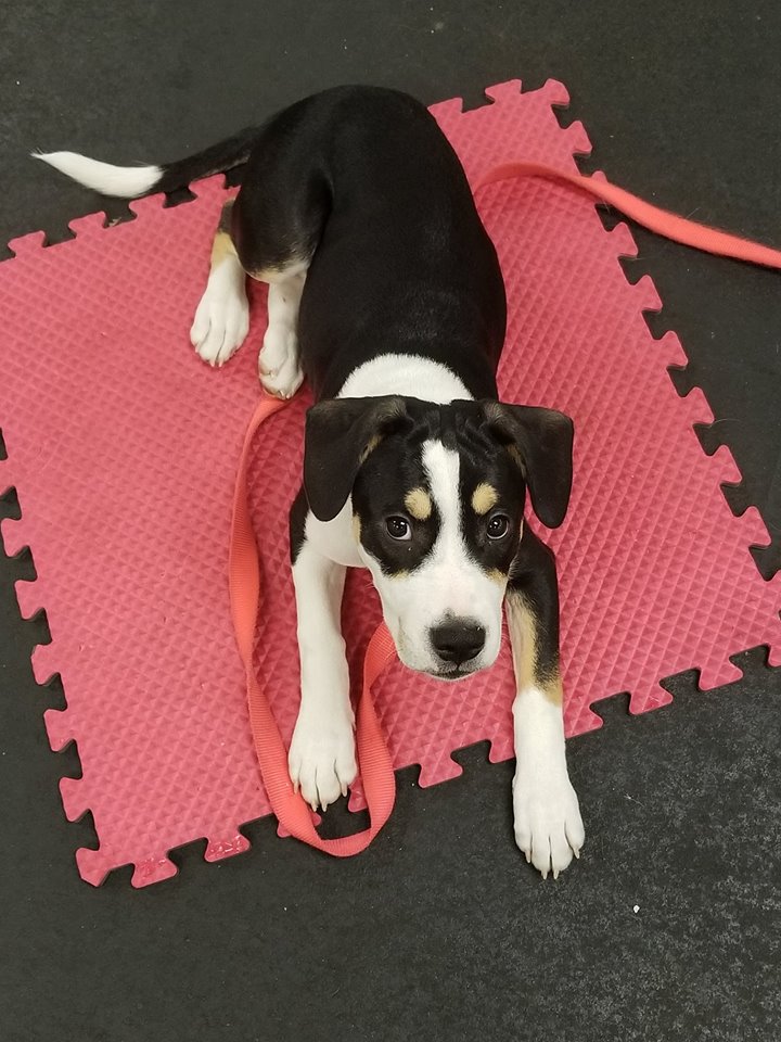 TailsUWin! Canine Center, LLC Puppy Programs